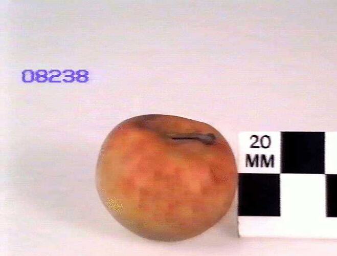 Apple Model, Rhodes' Orange