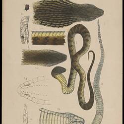 Tiger Snake, Notechis scutatus. Proof.