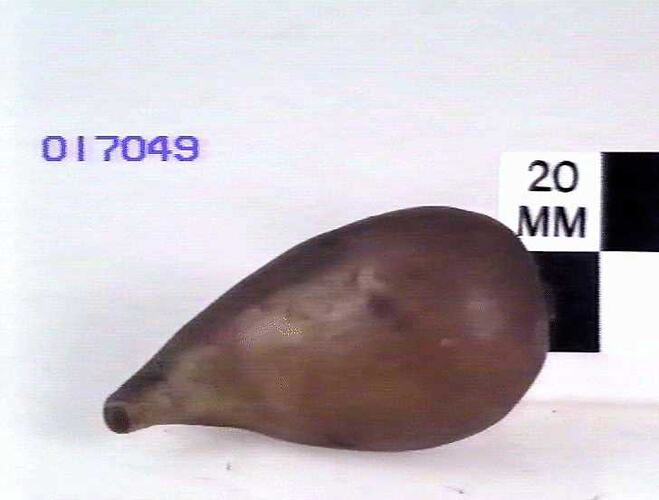 Fig Model
