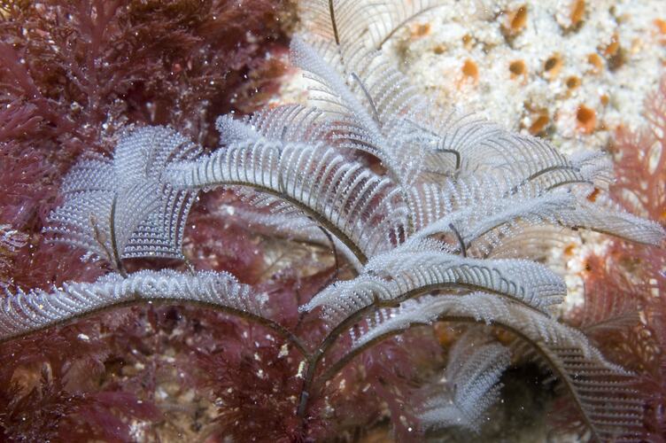 White hydroid on a purpleish reef.