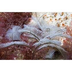 White hydroid on a purpleish reef.