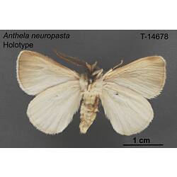 Moth specimen, ventral view.