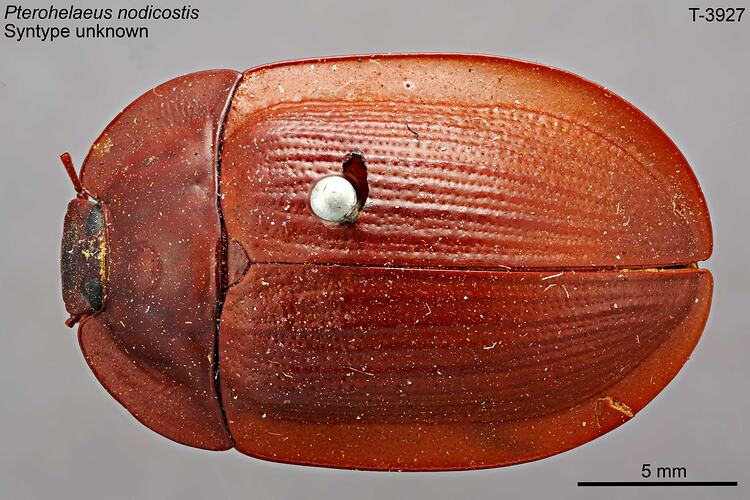 Beetle specimen, dorsal view.