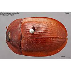 Beetle specimen, dorsal view.