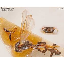 Bee specimen, lateral view.