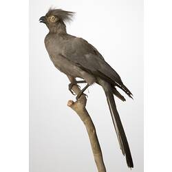<em>Corythaixoides concolor concolor</em>, Grey Go-away-bird, mount.  John Gould Collection.  Registration no. 25219.