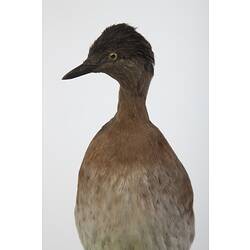 <em>Poliocephalus rufopectus</em>, New Zealand Grebe, mount.  Registration no. 61437.