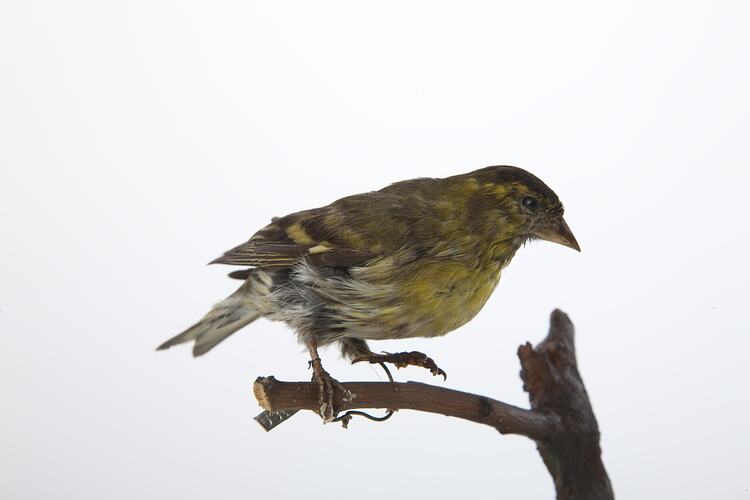 <em>Carduelis spinus</em>, Eurasian Siskin, mount.  Registration no. 58165.