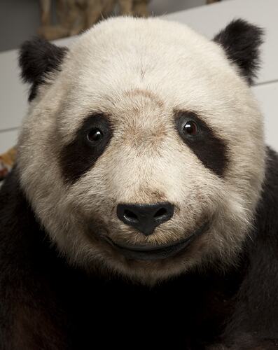 Detail of face of taxidermied panda specimen.