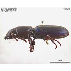 Beetle specimen, lateral view.