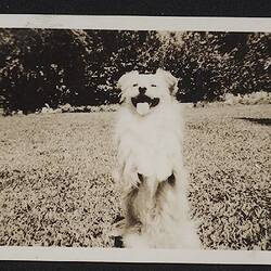 Digital photograph - Skipper the Dog in Factory Garden, Kodak Australasia Pty Ltd, Abbotsford, early 1940s
