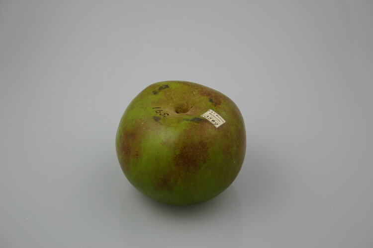 Wax model of a green apple.