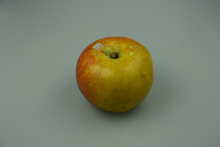 Apple Model - Whatmough's King Of The Pippins, Victoria, 1875