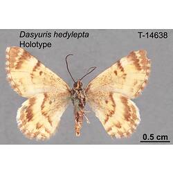 Moth specimen, ventral view.