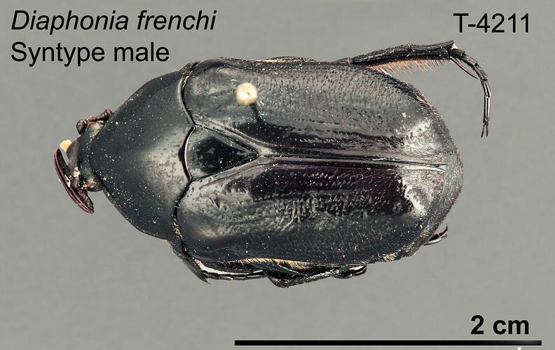 Beetle specimen, male, dorsal view.