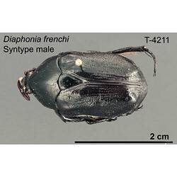 Beetle specimen, male, dorsal view.