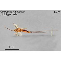 Mayfly specimen, male, lateral view.