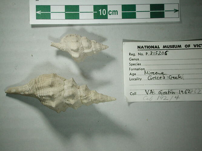 <em>Pleia tenisoni</em>, fossil gastropod.  Registration no. P 315206.