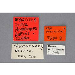 Entomology type specimen labels.
