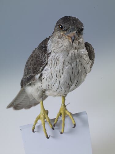 Taxidermy falcon specimen.