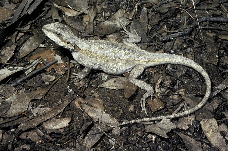 A Mallee Tree Dragon resting on the leaf litter in a forest.