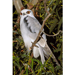 A Black-shouldered Kite perched in a tree, at night.