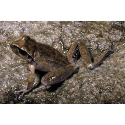 A Lesueur's Frog on wet rocks.