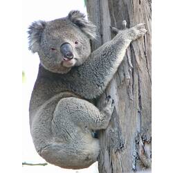 A Koala clinging to the side of a tree.
