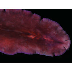 Family Pseudocerotidae, flatworm. Portsea Pier, Victoria. [F 172808]