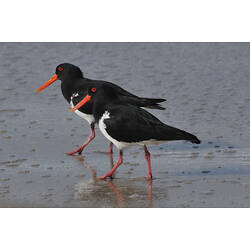 Two Pied Oystercatchers walking side-by-side in shallow water.