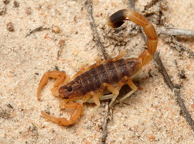 A Marbled Scorpion on sand with its tail raised above its body.