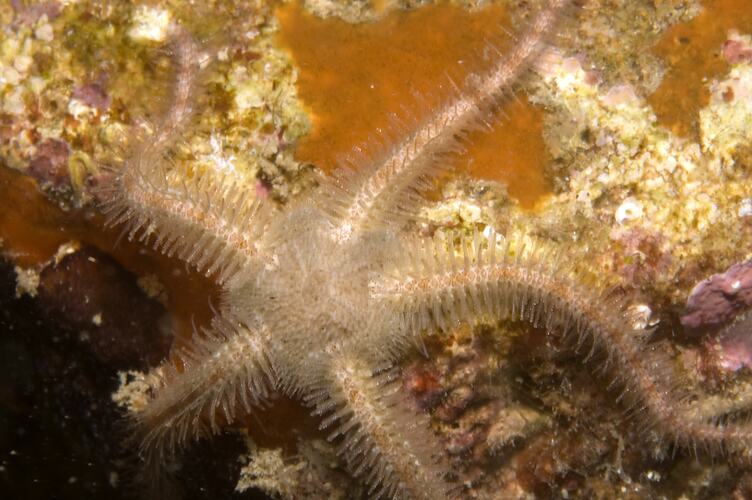 Five-armed Brittle Star on reef.