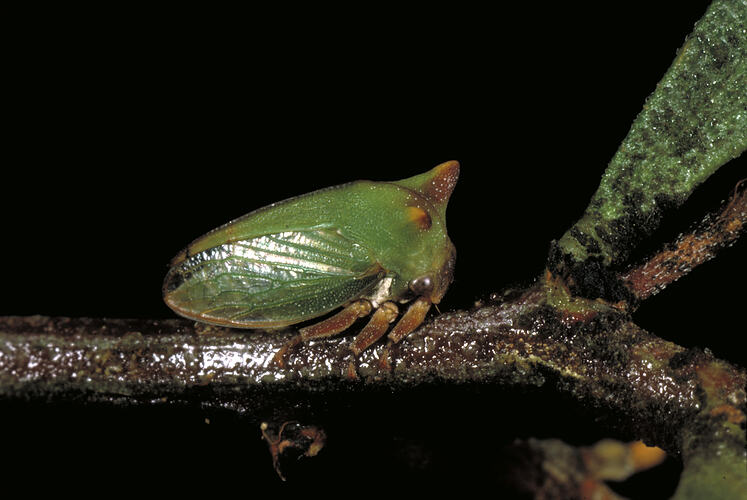 A Green Treehopper on a plant stem.