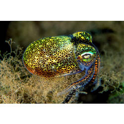 Southern Bobtail Squid swimming over a reef