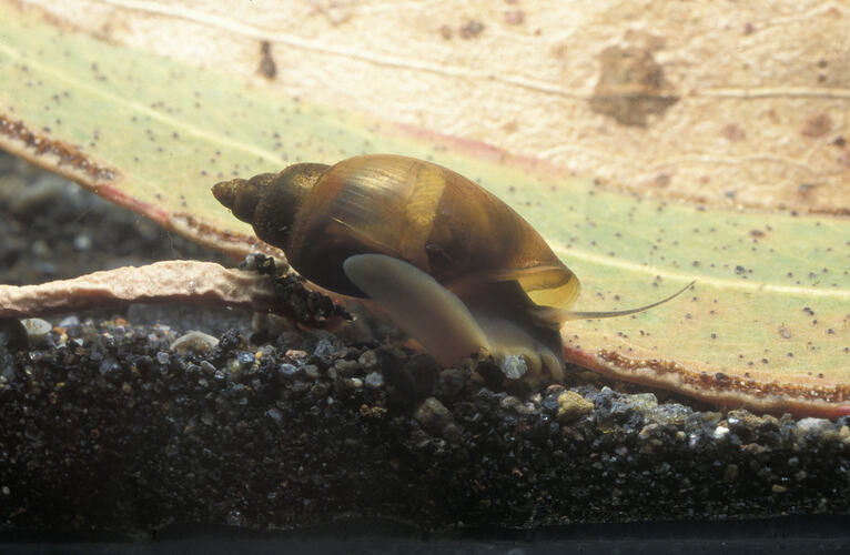 A Freshwater Snail on a leaf underwater.