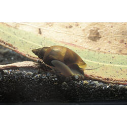 Planorbidae, Freshwater Snail