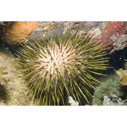 A yellow-green Red-spined Sea Urchin attached to a rock.
