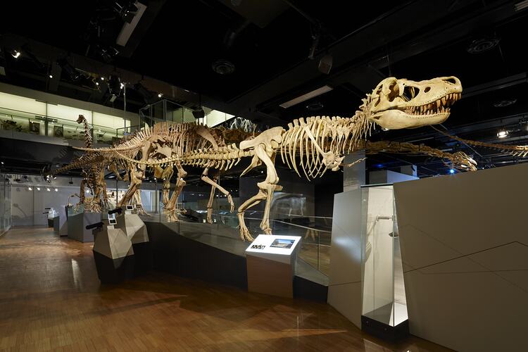 Tyrannosaurid dinosaur cast on display in gallery.
