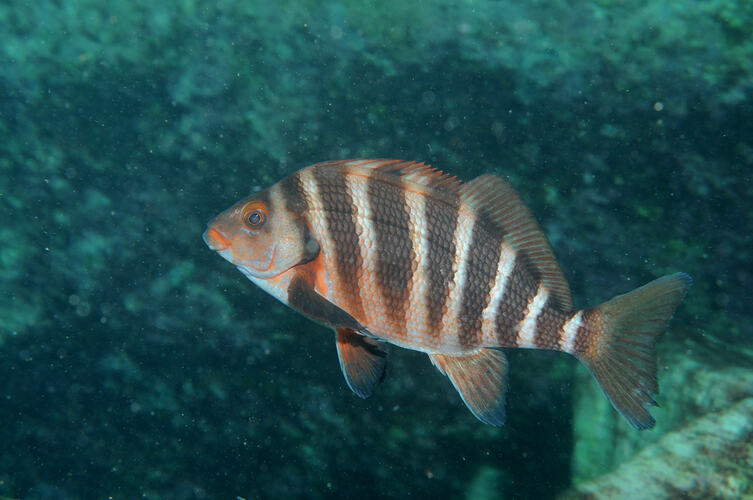 A fish, the Banded Morwong, swimming.