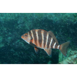 A fish, the Banded Morwong, swimming.