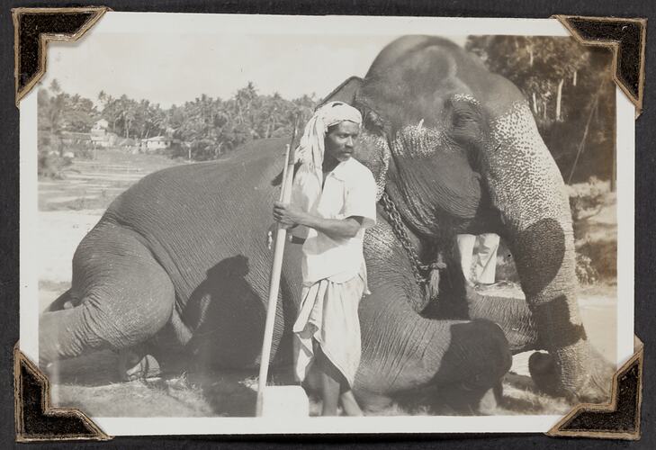 Elephant Man With Largest Elephant, Palmer Family Migrant Voyage, Sri Lanka, 14 Mar 1947