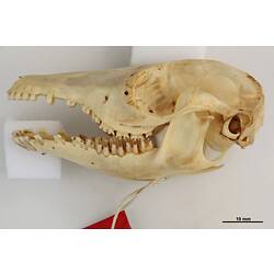 Side view of articulated bandicoot skull.