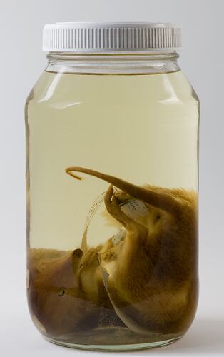 Northern Brown Bandicoot specimen in jar of ethanol.