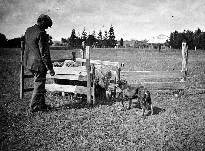Man and his dog at sheep dog trials.