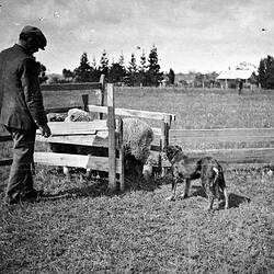 Negative - Ernie Trigg & 'Drover' at Sheepdog Trials, Freshwater Creek, Victoria, circa 1910