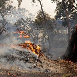 Digital photograph - 'Trio of trees on fire 1', Black Saturday Bushfires, Strathewen, Victoria, 7 Feb 2009