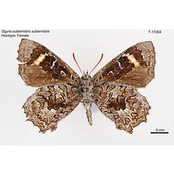 Butterfly specimen, ventral view.