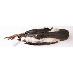 Dry bird skin specimen with labels.