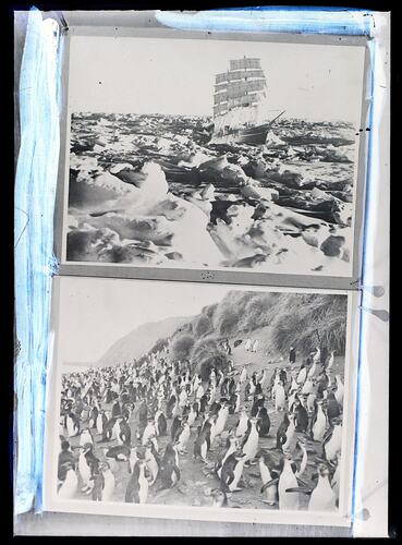 Glass Negative - Ship Discovery Superimposed & Gentoo Penguin Colony, BANZARE, Voyage 1, Antarctica, 1929-1931