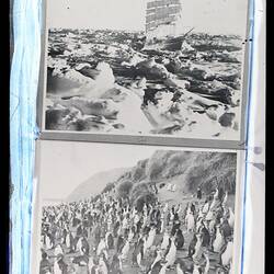 Glass Negative - Ship Discovery Superimposed & Gentoo Penguin Colony, BANZARE, Voyage 1, Antarctica, 1929-1931